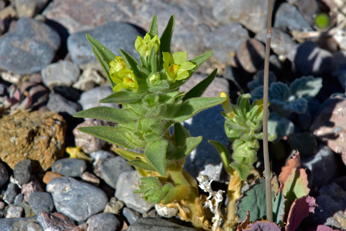 Golden Desert-snapdragon is a relatively rare desert snapdragon preferring dry sandy and gravelly areas. It is a small plant that grows up to 6 or 7 inches. Mohavea breviflora